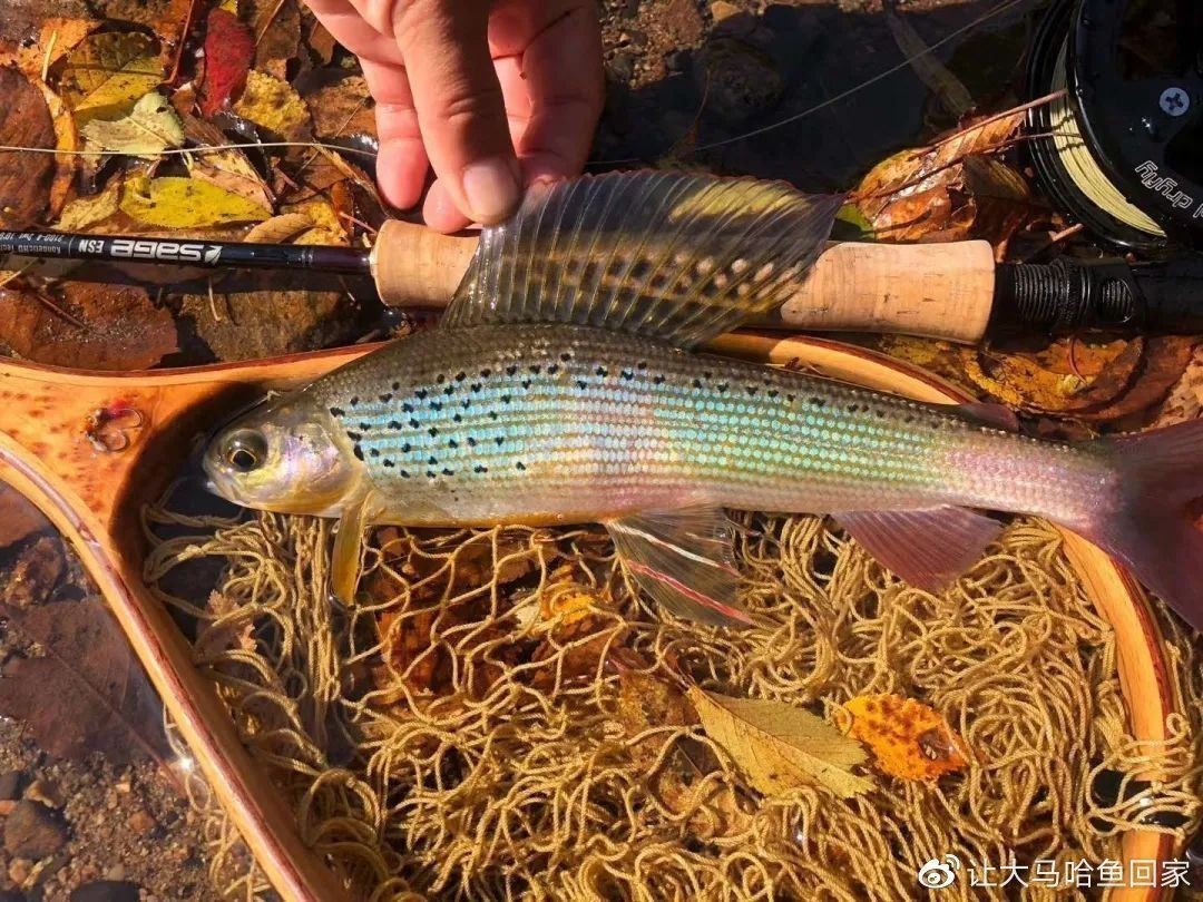 黑龍江茴魚市場價值：黑龍江茴魚與其他茴魚比較，黑龍江茴魚的營養價值分析 黑龍江茴魚市場價值：黑龍江茴魚與其他茴魚比較，黑龍江茴魚的營養價值分析 龍魚百科 第1張