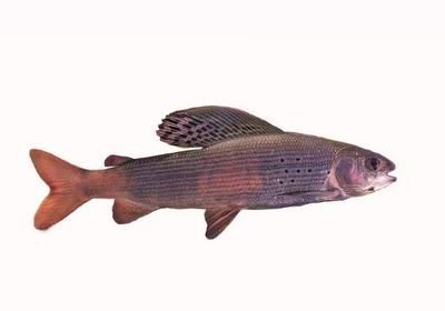 黑龍江茴魚市場價值：黑龍江茴魚與其他茴魚比較，黑龍江茴魚的營養價值分析 黑龍江茴魚市場價值：黑龍江茴魚與其他茴魚比較，黑龍江茴魚的營養價值分析 龍魚百科 第5張