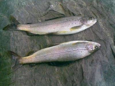 黑龍江茴魚市場價值：黑龍江茴魚與其他茴魚比較，黑龍江茴魚的營養價值分析 黑龍江茴魚市場價值：黑龍江茴魚與其他茴魚比較，黑龍江茴魚的營養價值分析 龍魚百科 第3張