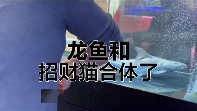 招財(cái)貓魚(yú)吃龍魚(yú)視頻