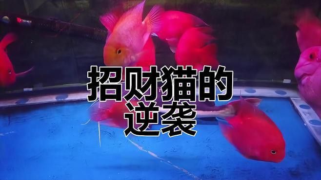 招財(cái)貓魚(yú)吃龍魚(yú)視頻