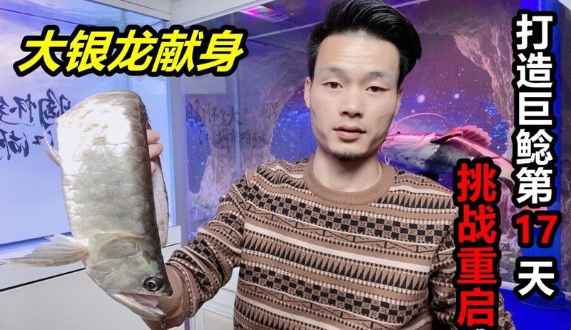 招財(cái)貓魚(yú)吃龍魚(yú)視頻