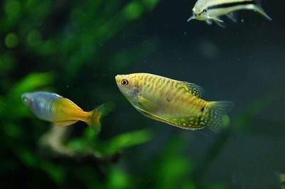 黃曼龍魚掉色【黃曼龍魚掉色與水質的關系】 黃曼龍魚掉色【黃曼龍魚掉色與水質的關系】 龍魚百科 第4張
