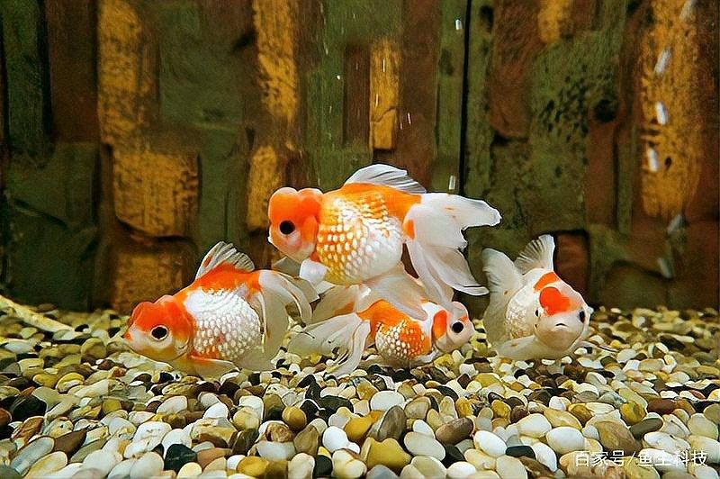 龍魚缸要放鹽嗎 龍魚缸要放鹽嗎 龍魚百科 第4張
