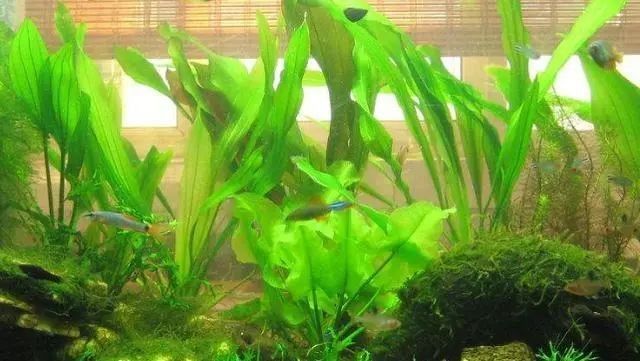龍魚缸要放鹽嗎 龍魚缸要放鹽嗎 龍魚百科 第5張