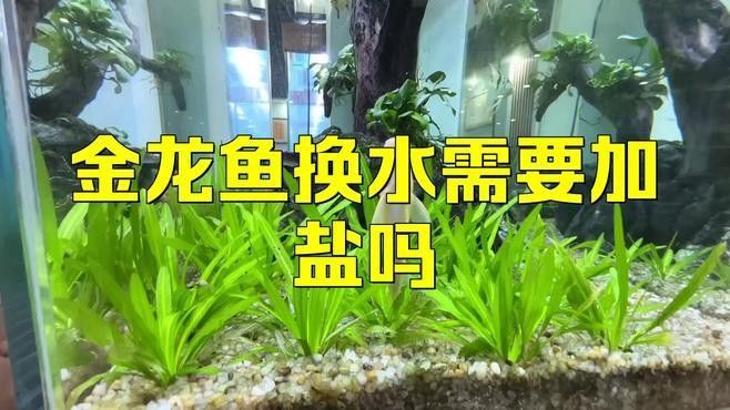 龍魚缸要放鹽嗎