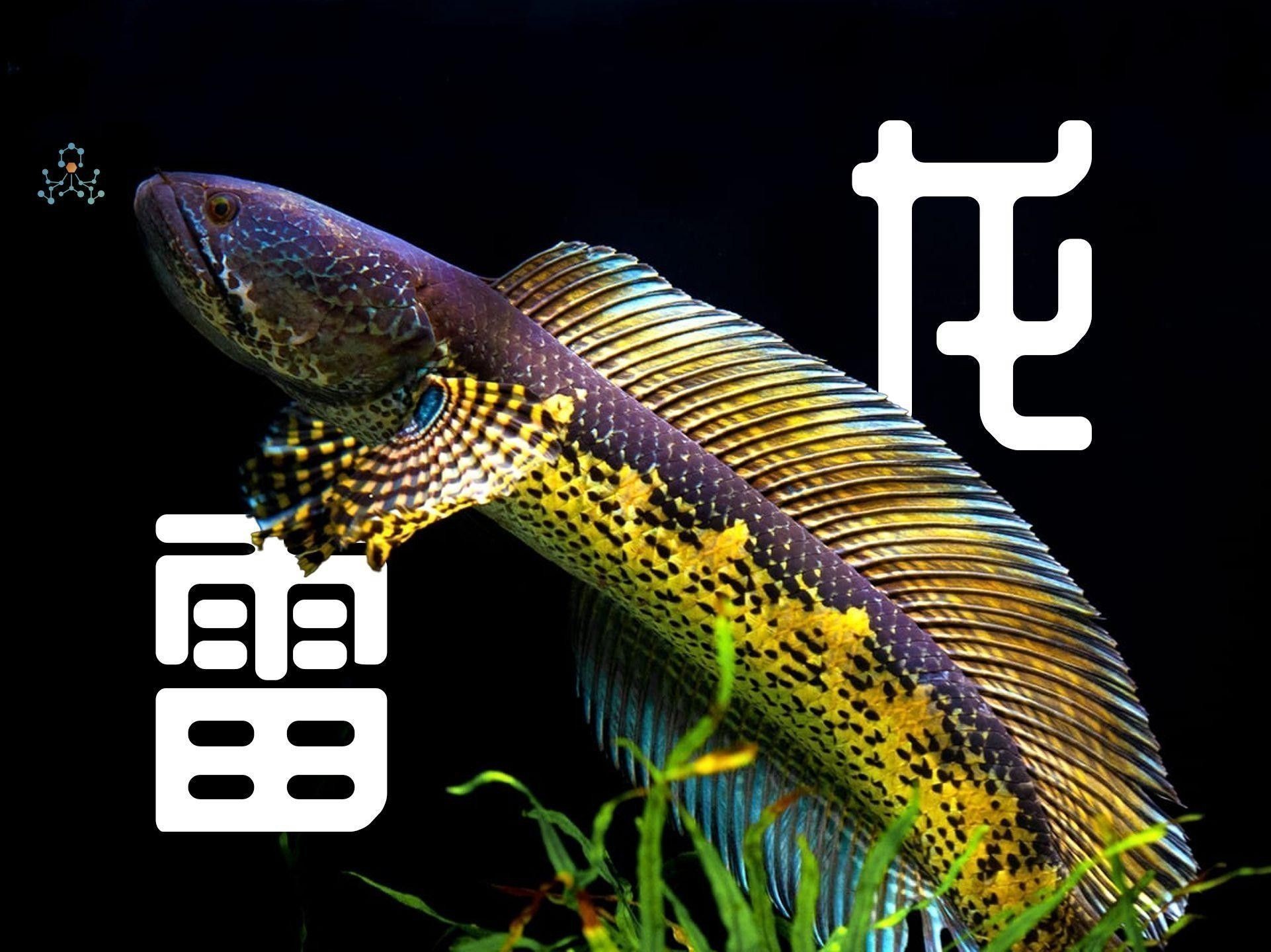 如何判斷雷龍魚的年齡？