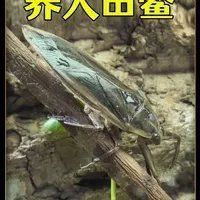 坤桑野外來養(yǎng)昆蟲