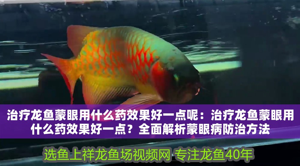 治療龍魚蒙眼用什么藥效果好一點呢：治療龍魚蒙眼用什么藥效果好一點？全面解析蒙眼病防治方法