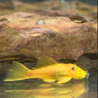 龍魚紅眼好還是黑眼好：選擇龍魚時，紅眼和黑眼龍魚有各自的優點和特點和特點