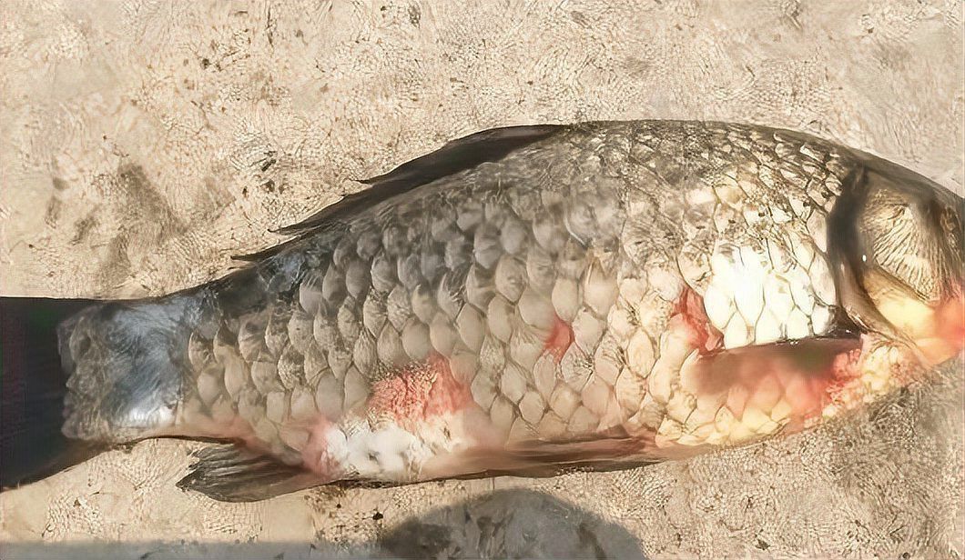 一缸魚一條得了鰓病要傳染嗎