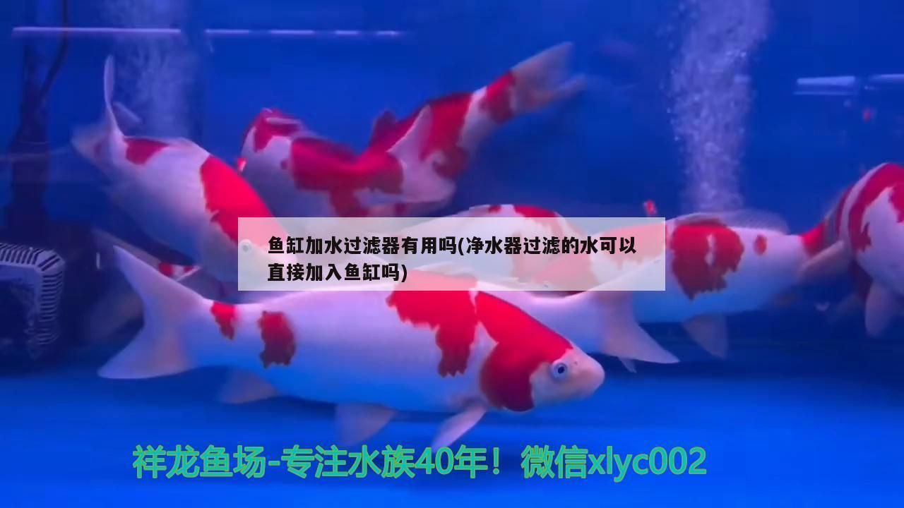龍魚混養魚推薦品種：龍魚混養魚推薦品種大全