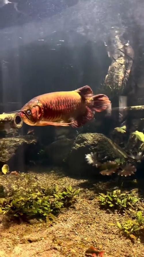 印尼紅龍魚(yú)養(yǎng)殖方法和技術(shù)圖解