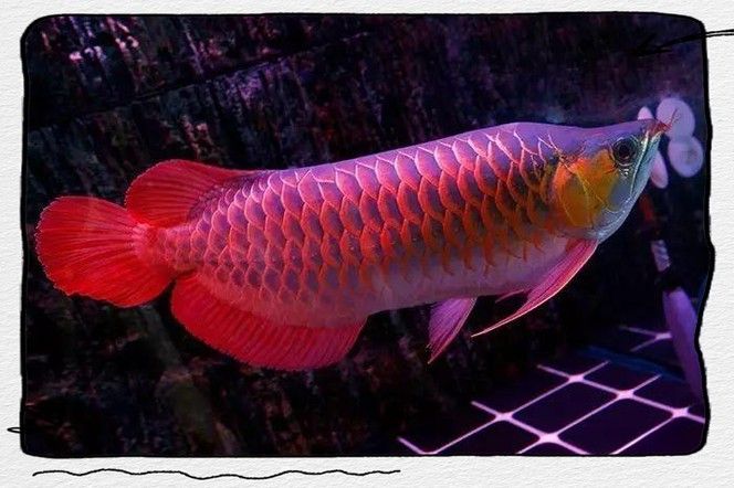 印尼紅龍魚(yú)養(yǎng)殖方法和技術(shù)圖解