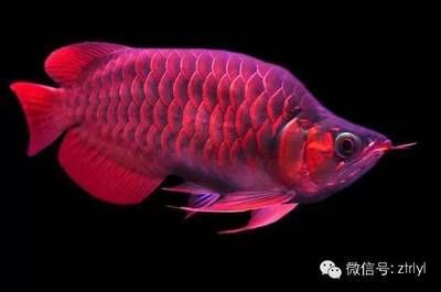 龍魚是龍的后代嗎：龍魚是否為龍的后代這一問題,龍魚的飼養技巧有哪些