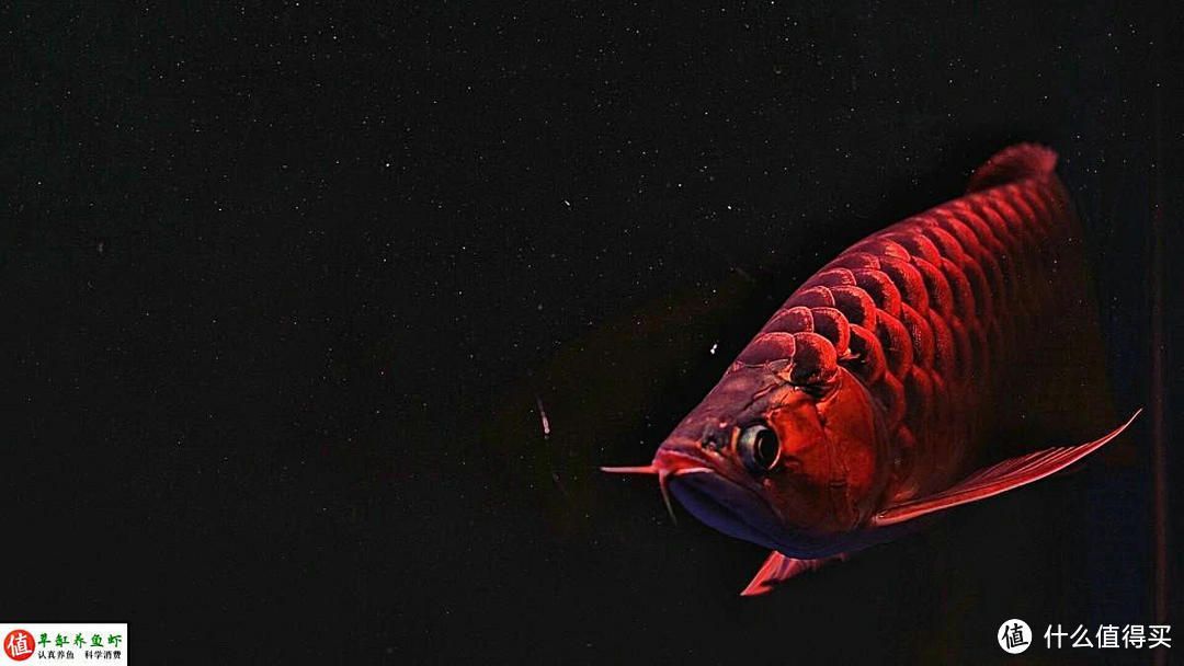 龍魚是龍的后代嗎：龍魚是否為龍的后代這一問題,龍魚的飼養技巧有哪些 龍魚是龍的后代嗎：龍魚是否為龍的后代這一問題,龍魚的飼養技巧有哪些 龍魚百科 第4張