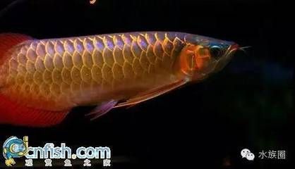 龍魚是龍的后代嗎：龍魚是否為龍的后代這一問題,龍魚的飼養技巧有哪些 龍魚是龍的后代嗎：龍魚是否為龍的后代這一問題,龍魚的飼養技巧有哪些 龍魚百科 第5張