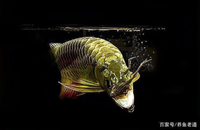 龍魚黑鱗病治療期間需要停食多久？