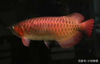 福龍魚體質是不是很差：福龍魚的體質并非普遍較差，但是飼養者需要注意的方面 福龍魚體質是不是很差：福龍魚的體質并非普遍較差，但是飼養者需要注意的方面 龍魚百科 第5張