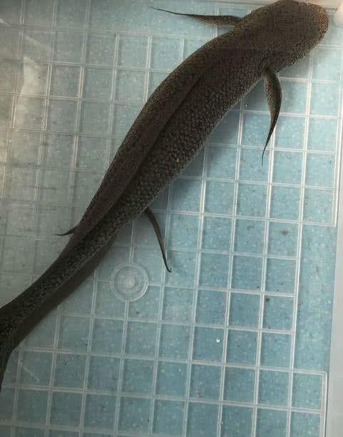 化骨龍魚圖片欣賞大全
