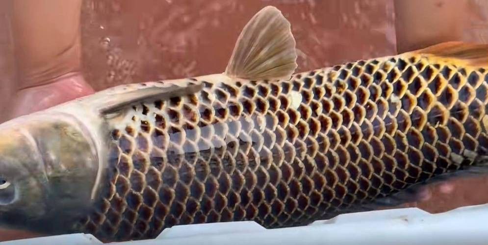 化骨龍魚圖片欣賞大全