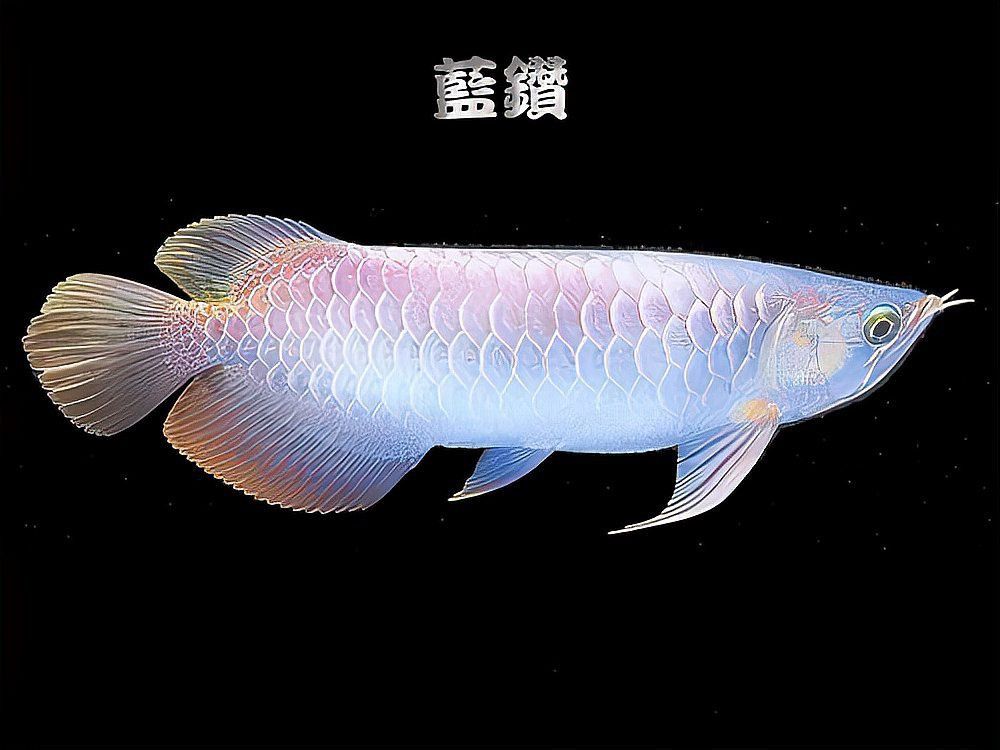 化骨龍魚圖片欣賞大全
