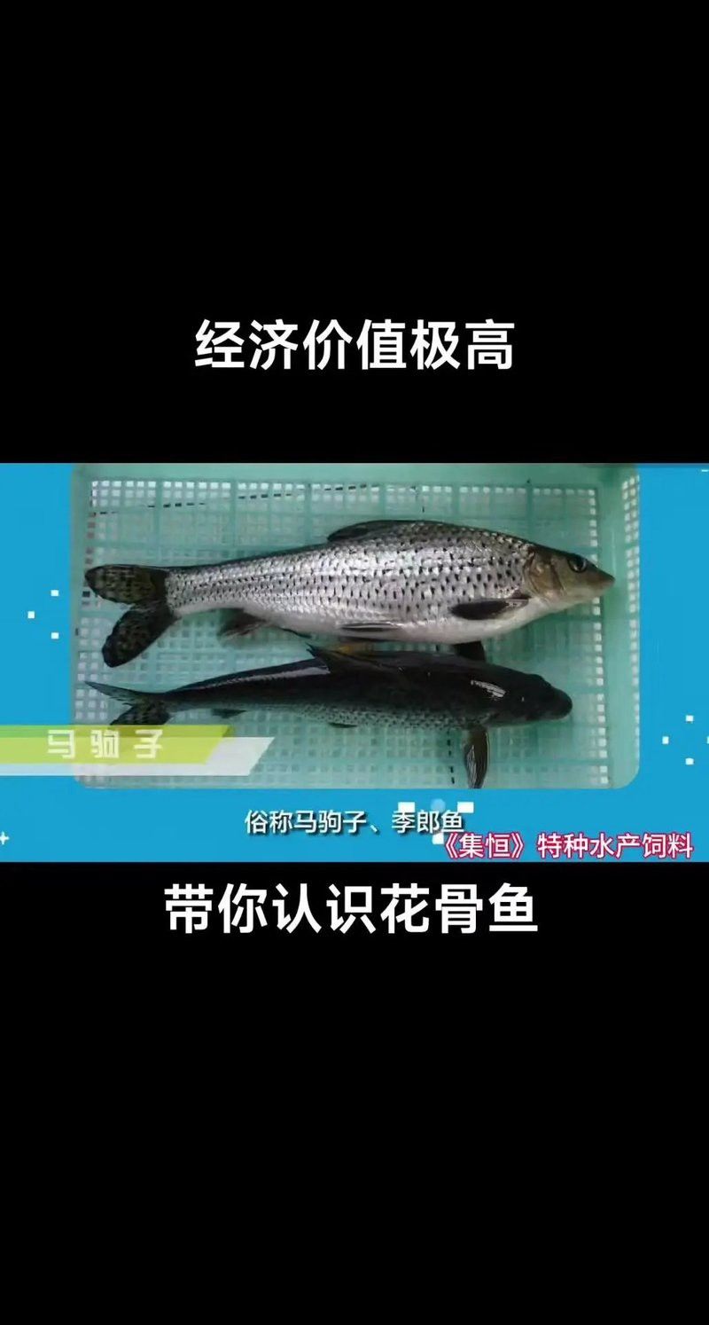 化骨龍魚圖片欣賞大全