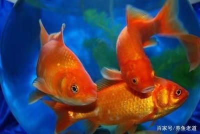 龍魚蒙眼病怎么治好的快：龍魚蒙眼病治療方法總結，