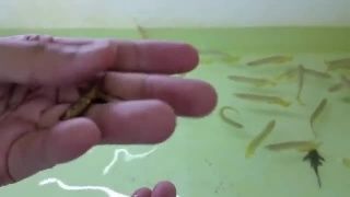 金龍魚吃蟑螂有什么好處：金龍魚吃蟑螂可以帶來一些好處但飼養者需要注意