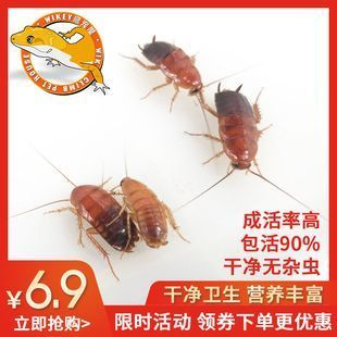 金龍魚吃蟑螂有什么好處：金龍魚吃蟑螂可以帶來一些好處但飼養者需要注意