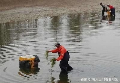 怎么訓練龍魚吃顆粒飼料的能力：喂養魚龍蝦苗子的方法 怎么訓練龍魚吃顆粒飼料的能力：喂養魚龍蝦苗子的方法 龍魚百科