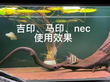 專用龍魚燈哪個品牌好點