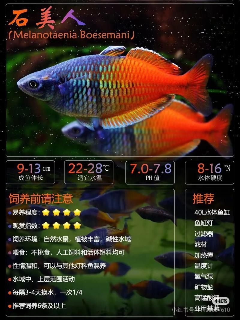 蝴蝶鯉和紅龍魚混養嗎圖片