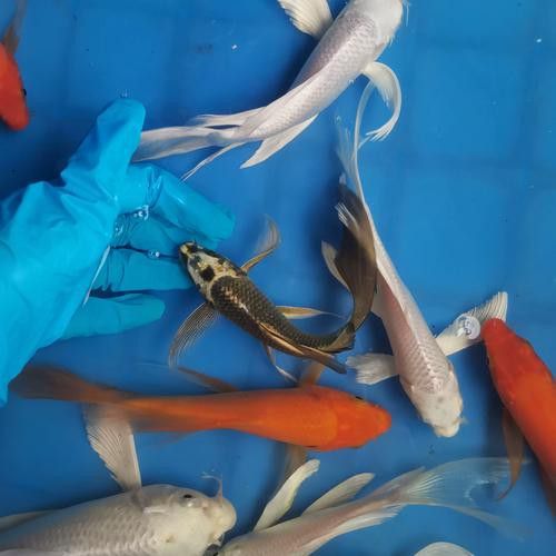蝴蝶鯉和紅龍魚混養嗎圖片