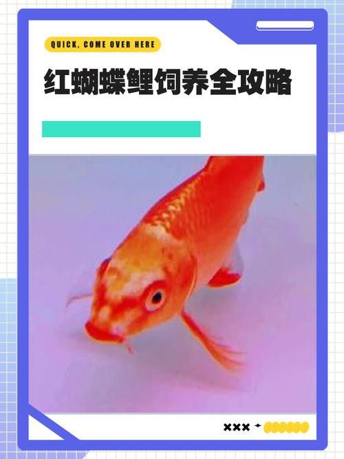 蝴蝶鯉和紅龍魚混養嗎圖片