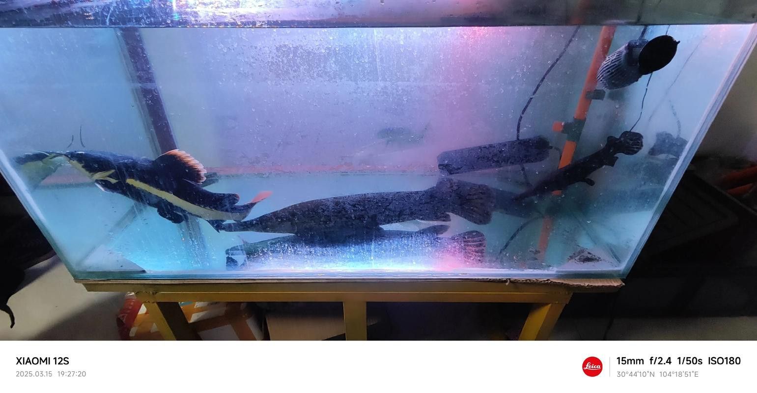 蝴蝶鯉和紅龍魚混養嗎圖片