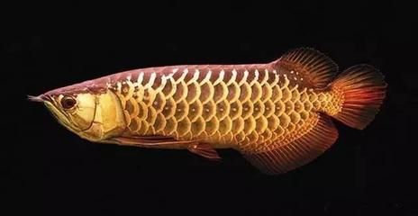 金龍魚在巴西是食用魚嗎：金龍魚在巴西被廣泛用作食用魚，也具有一定的觀賞價值