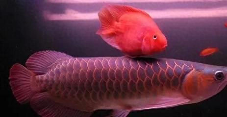 龍魚對換背景的反應（龍魚對換背景的反應因個體差異而異）