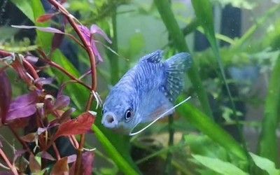 龍魚對換背景的反應（龍魚對換背景的反應因個體差異而異）