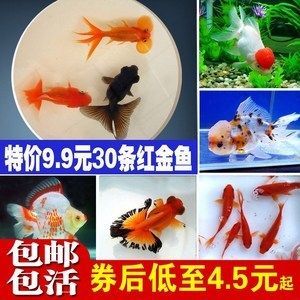 金龍魚喂小金魚好嗎紅龍魚喂小金魚好嗎：金龍魚和紅龍魚可以一起養嗎