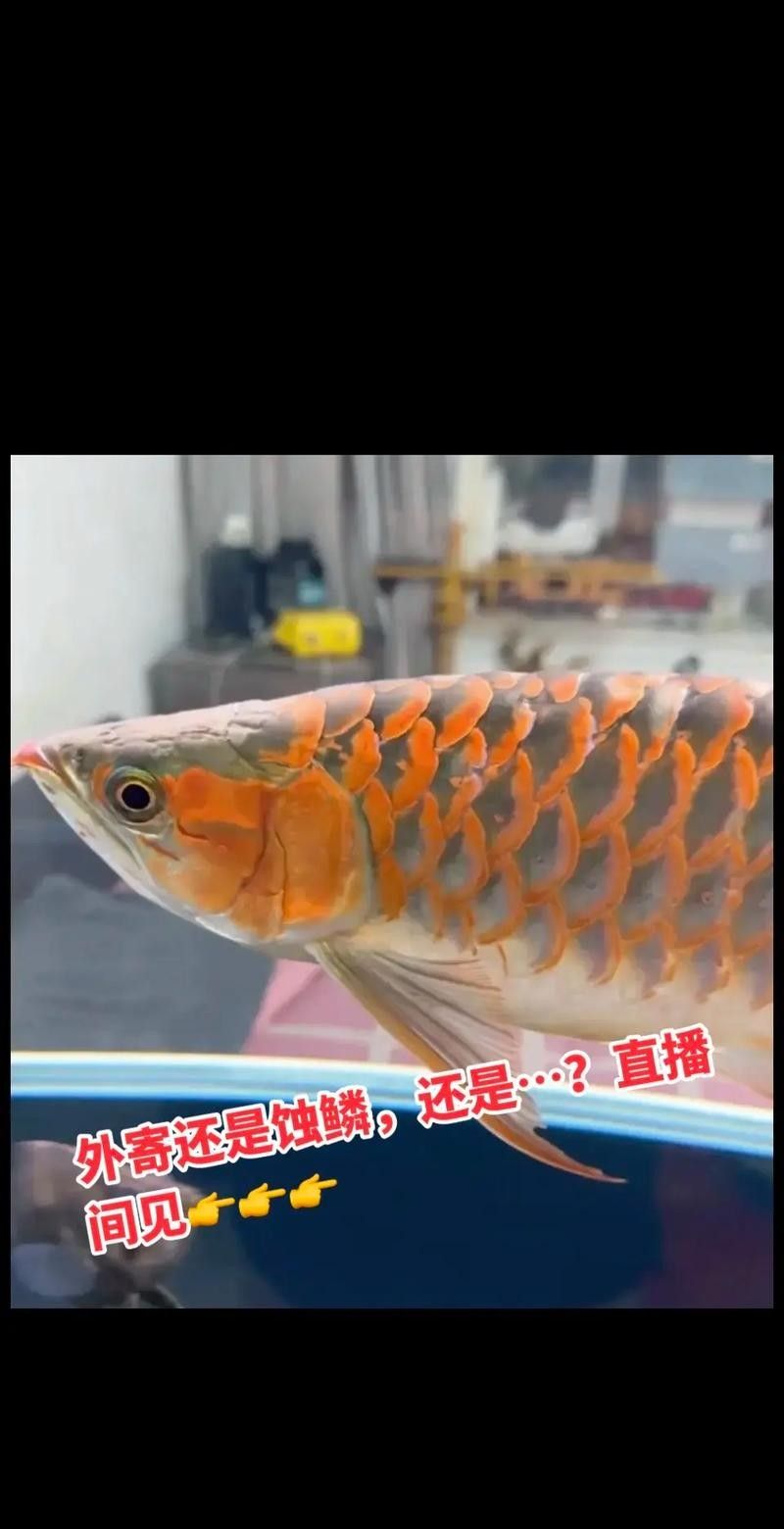 龍魚圖片大全 圖片欣賞視頻