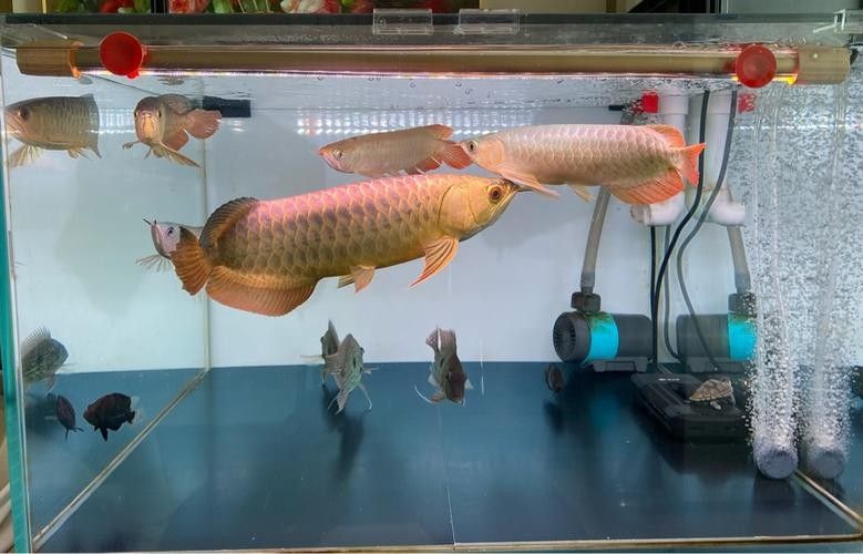 龍魚圖片大全 圖片欣賞視頻