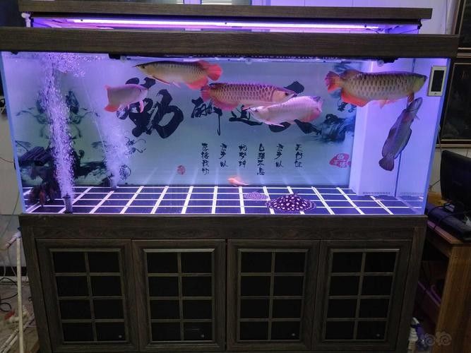 龍魚圖片大全 圖片欣賞視頻