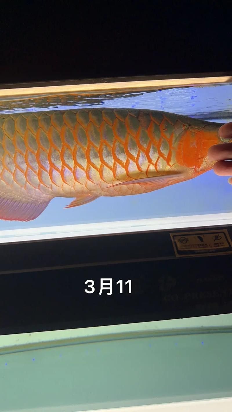 龍魚圖片大全 圖片欣賞視頻