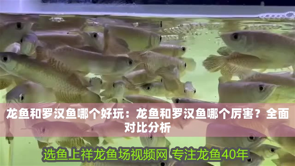 龍魚和羅漢魚哪個好玩：龍魚和羅漢魚哪個厲害？全面對比分析