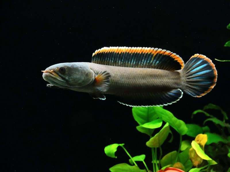 海南野生雷龍魚品種 海南野生雷龍魚品種 龍魚百科 第4張