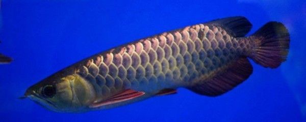 金龍魚水溫調(diào)節(jié)技巧，金龍魚夏季降溫創(chuàng)新方法