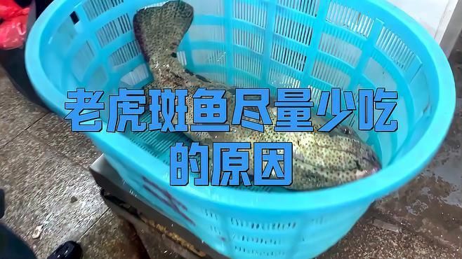 老虎斑魚盡量少吃的原因