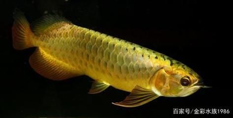 龍魚是什么品種：龍魚品種介紹 龍魚是什么品種：龍魚品種介紹 龍魚百科 第2張