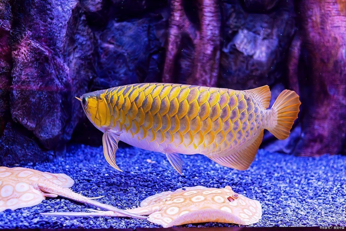 金龍魚為什么要美容養護